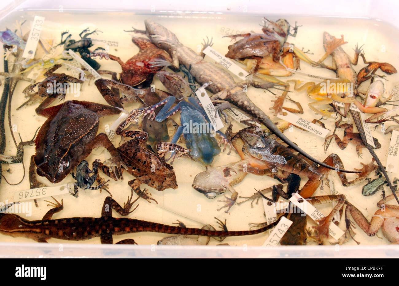 Preserved specimens of reptiles and amphibians for biological research, collected in Ecuador Stock Photo