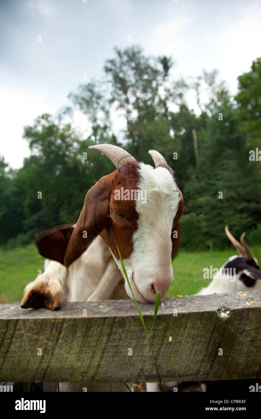 Goats eating corn at a farm Stock Photo Alamy