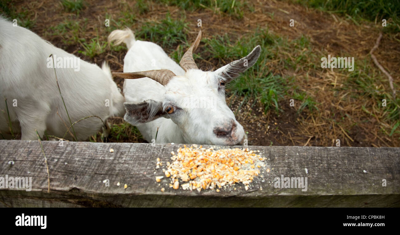 Goats eating corn at a farm Stock Photo Alamy