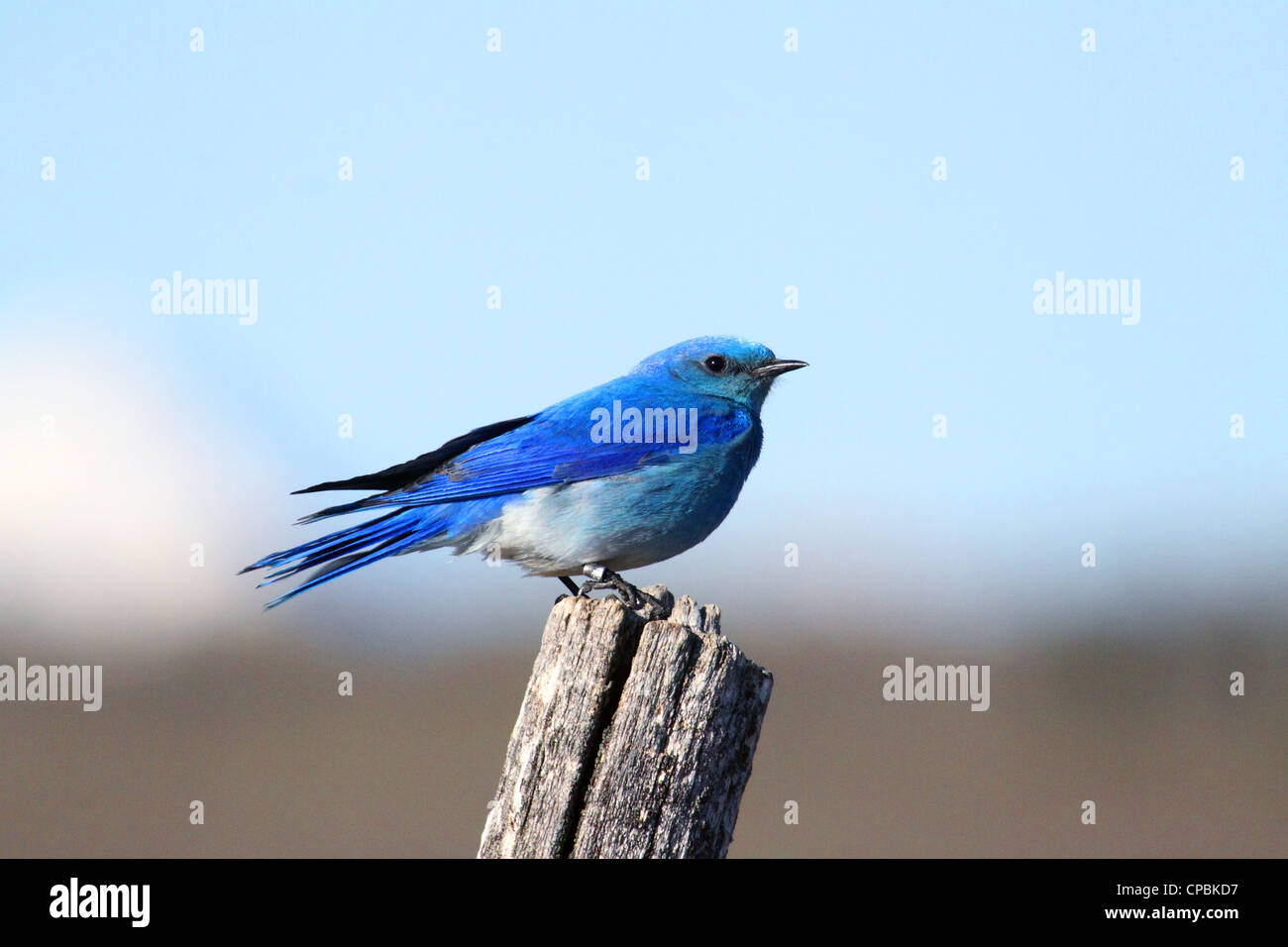 Birds of North America; Male Mountain Bluebird, sialia currucoides, Stock Photo