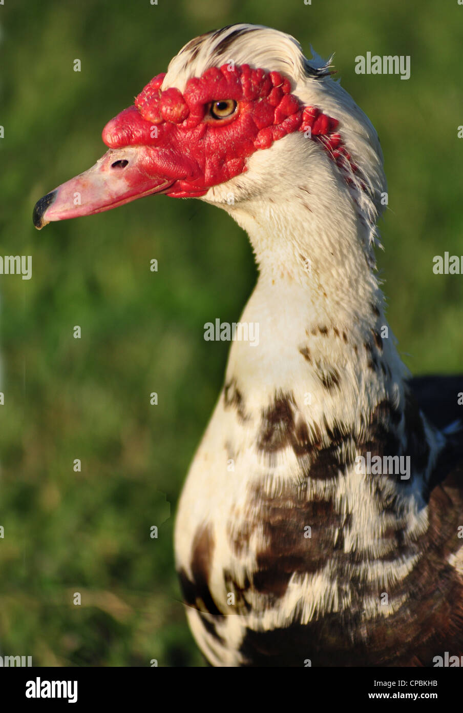 side portrait of red headed duck Stock Photo
