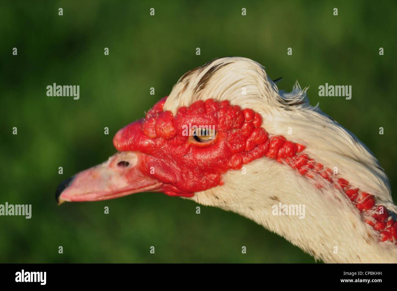Close-up  of red headed duck Stock Photo