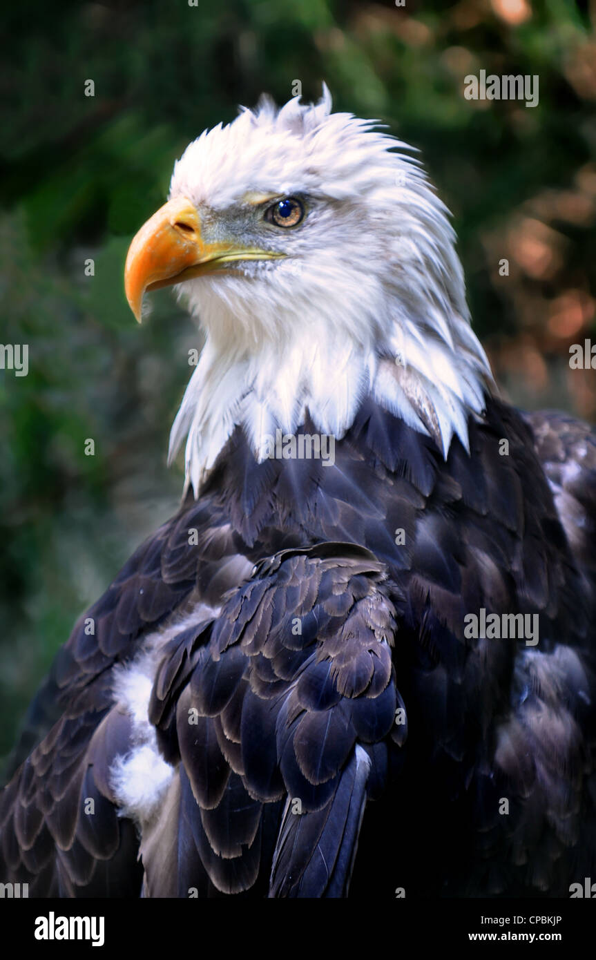 Portrait of America Bald Eagle Stock Photo