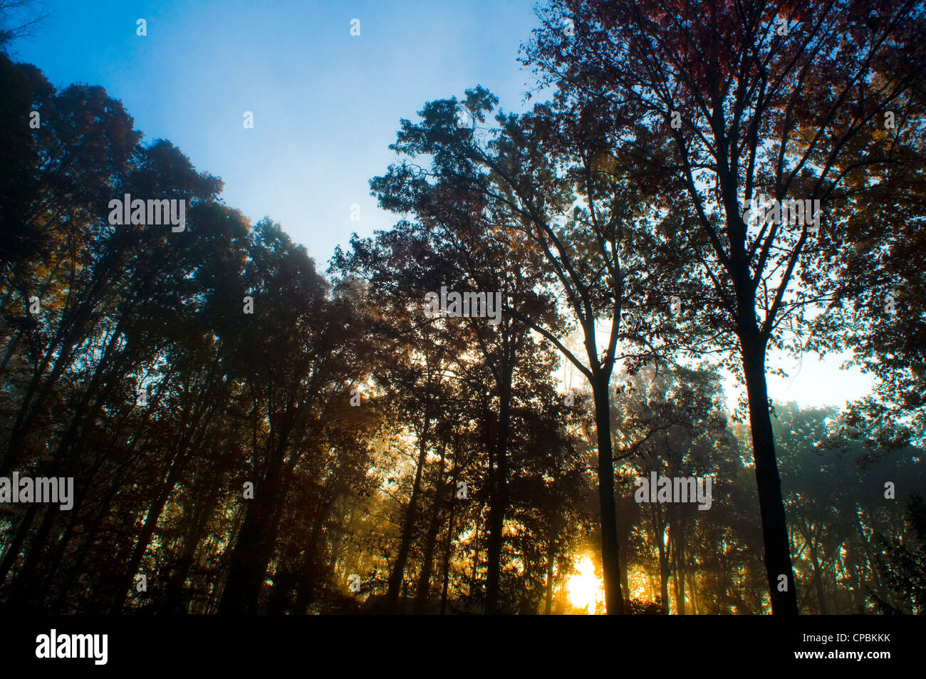 Early morning sun just begins to rise through a forest of trees. Stock Photo