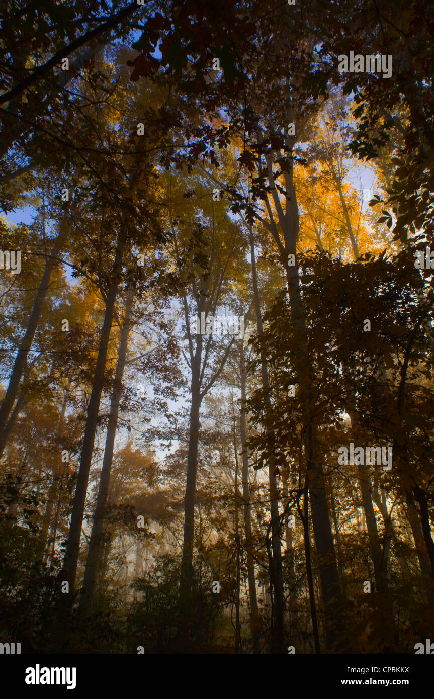 Tall Trees Reaching For The Sky High Resolution Stock Photography and ...