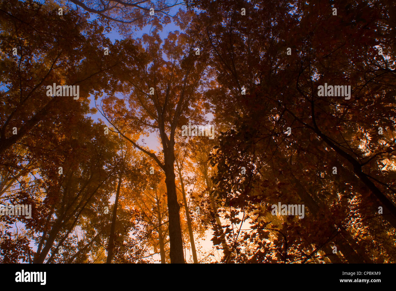 Tall trees reaching for the light of a blue sky in a forest with autumn ...