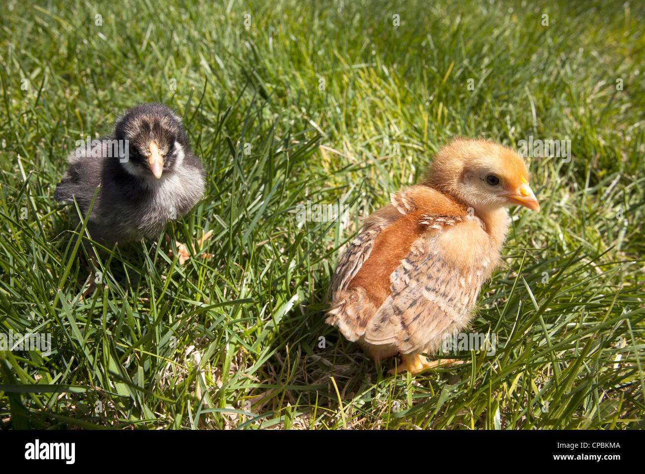Two baby chicks romp in the grass on a day full of sunshine. Stock Photo