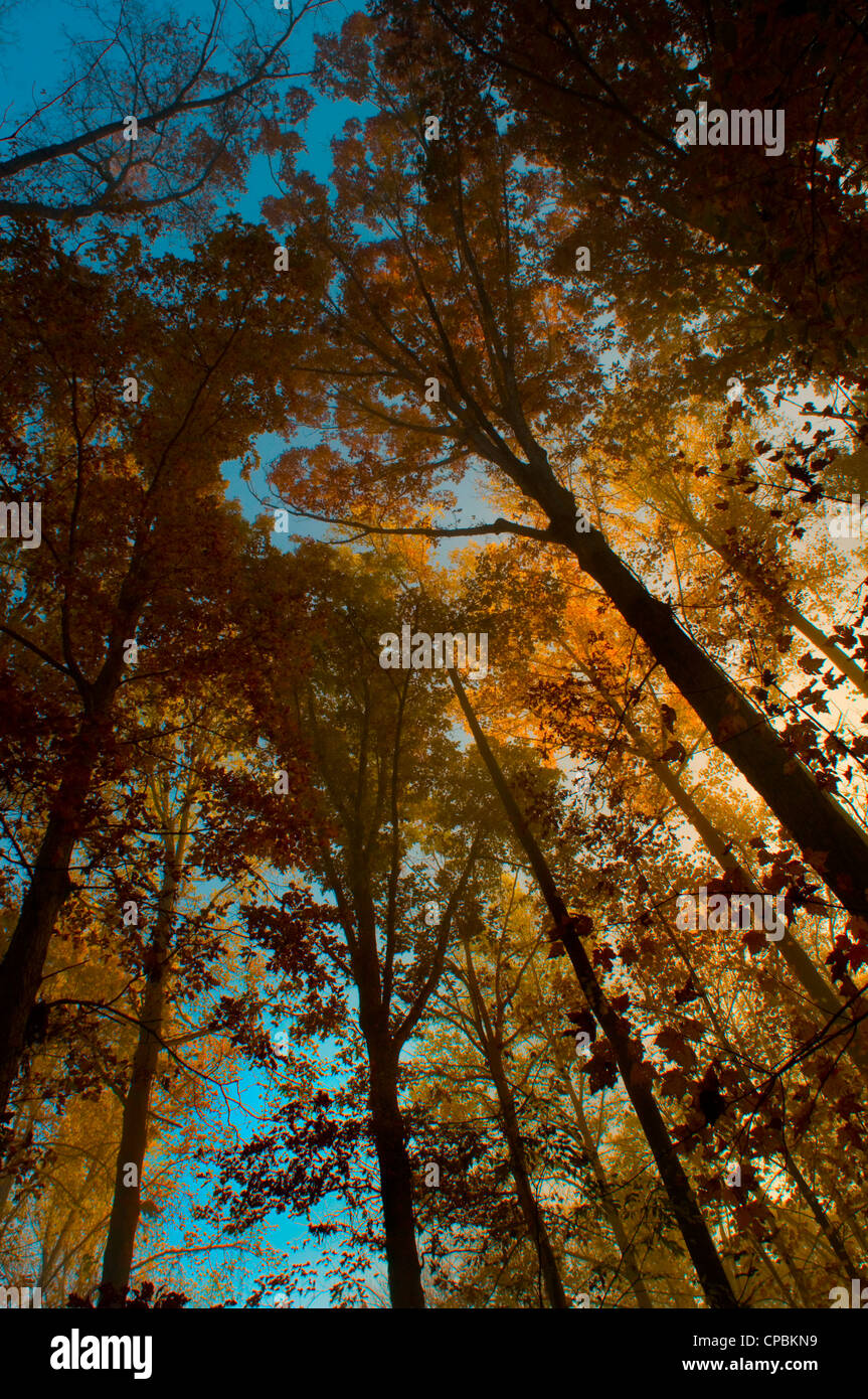 Tall trees reaching for the light  of a blue sky in a forest with autumn or fall colors Stock Photo