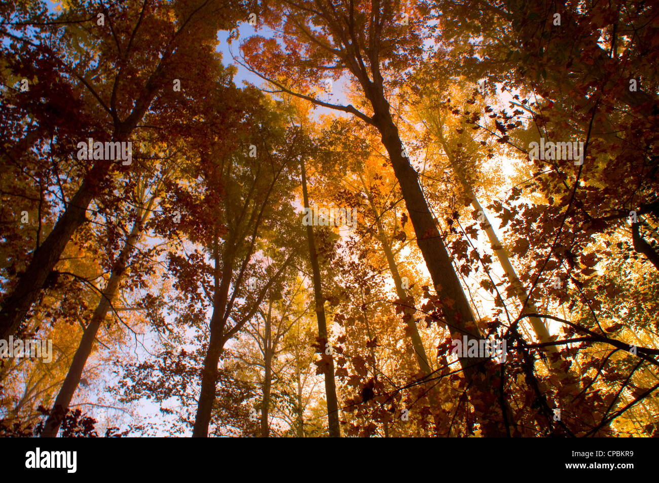 Trees looking up in fall colors autumn yellow Stock Photo