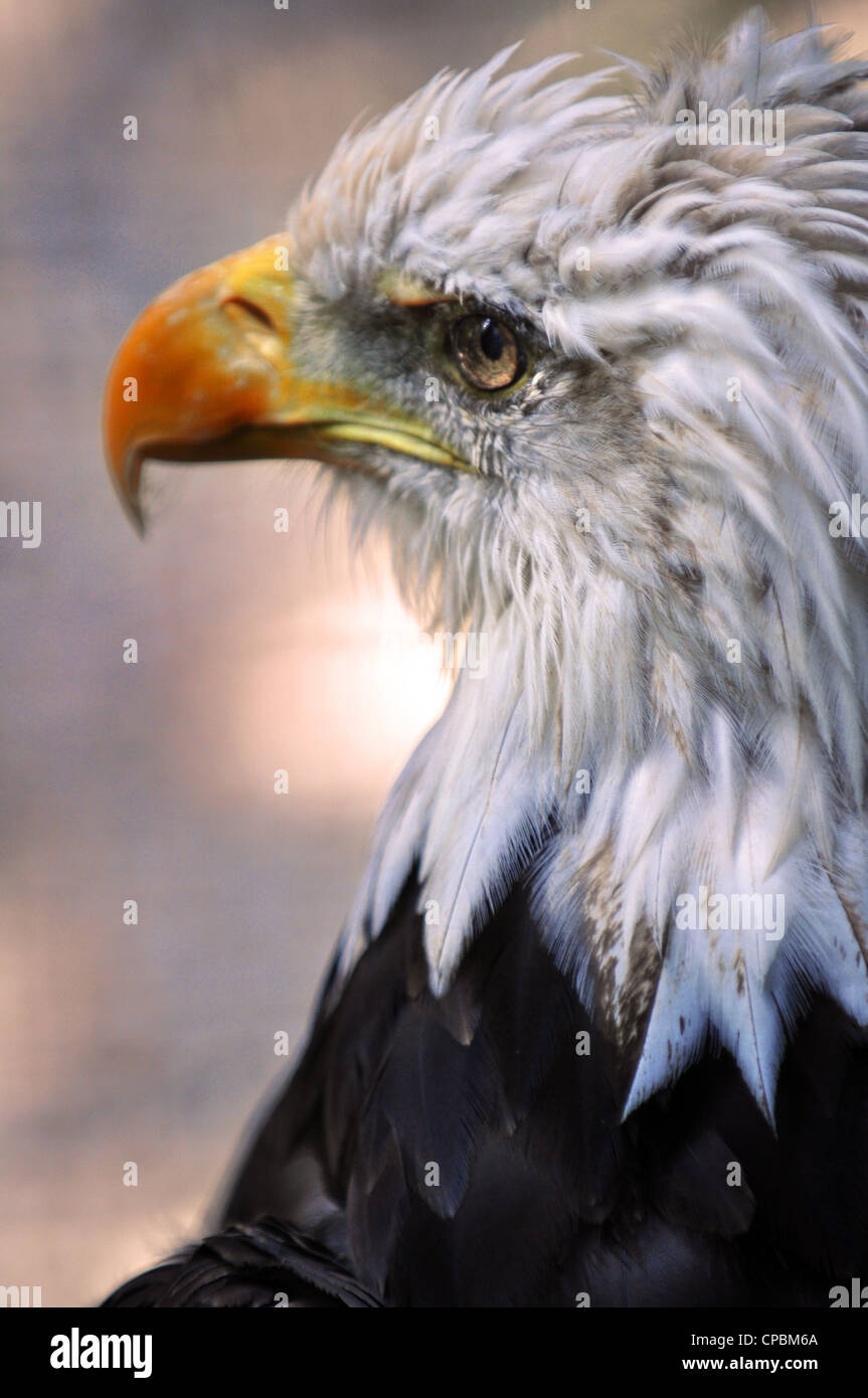 American bald eagle portrait profile vertical Stock Photo