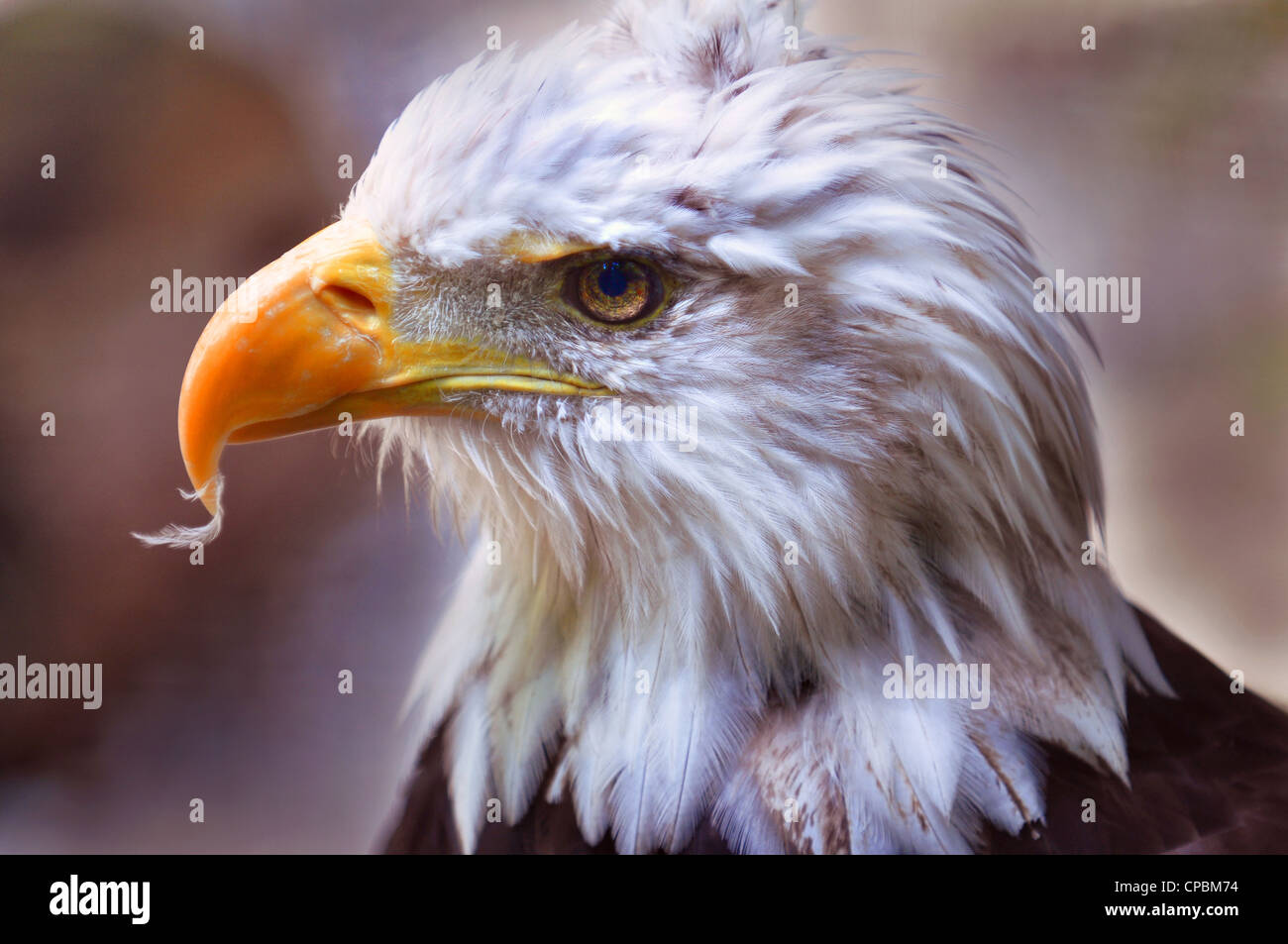 American bald eagle profile portrait close-up Stock Photo
