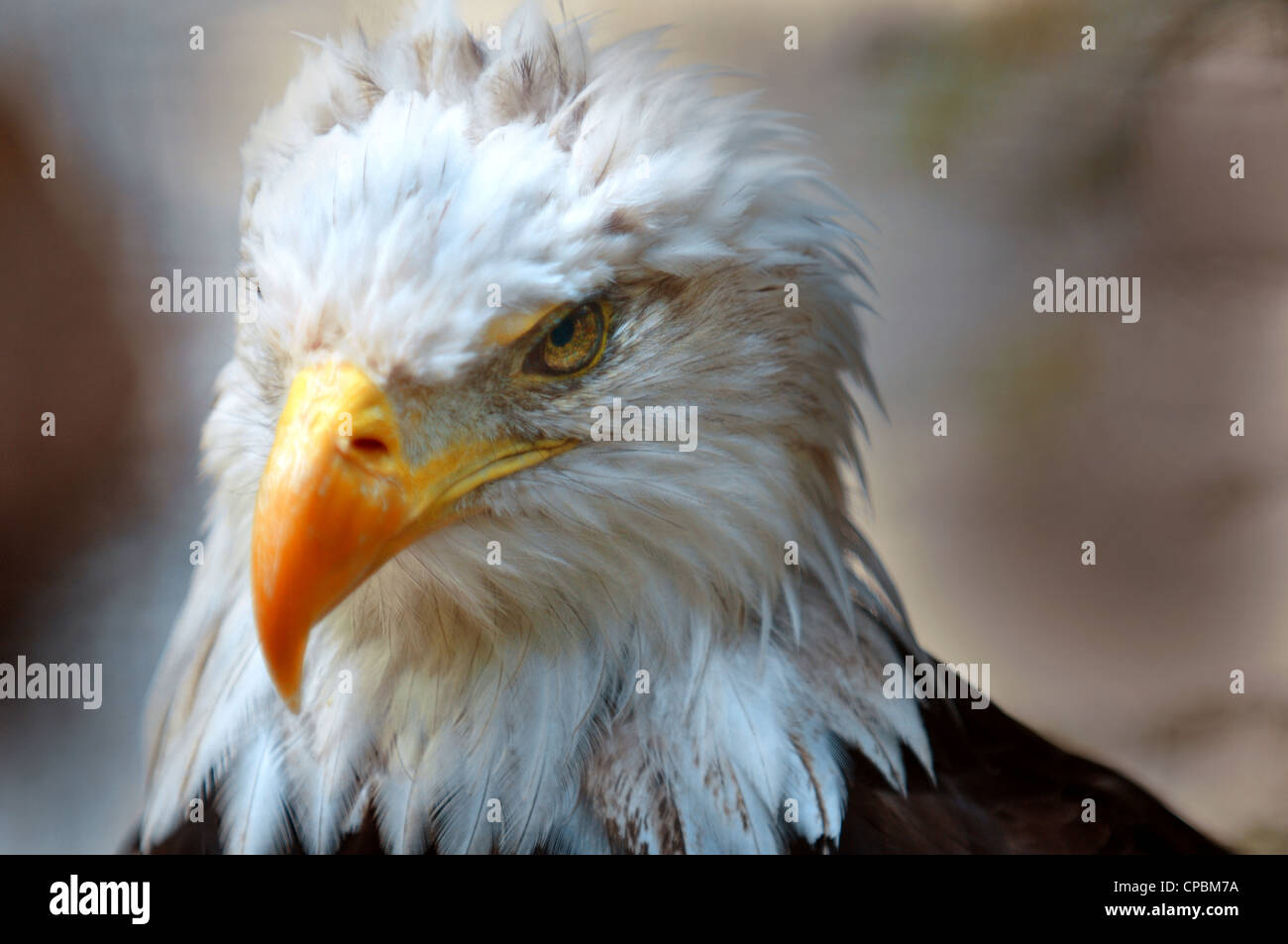American bald eagle portrait close-up of his head or face looking downward Stock Photo