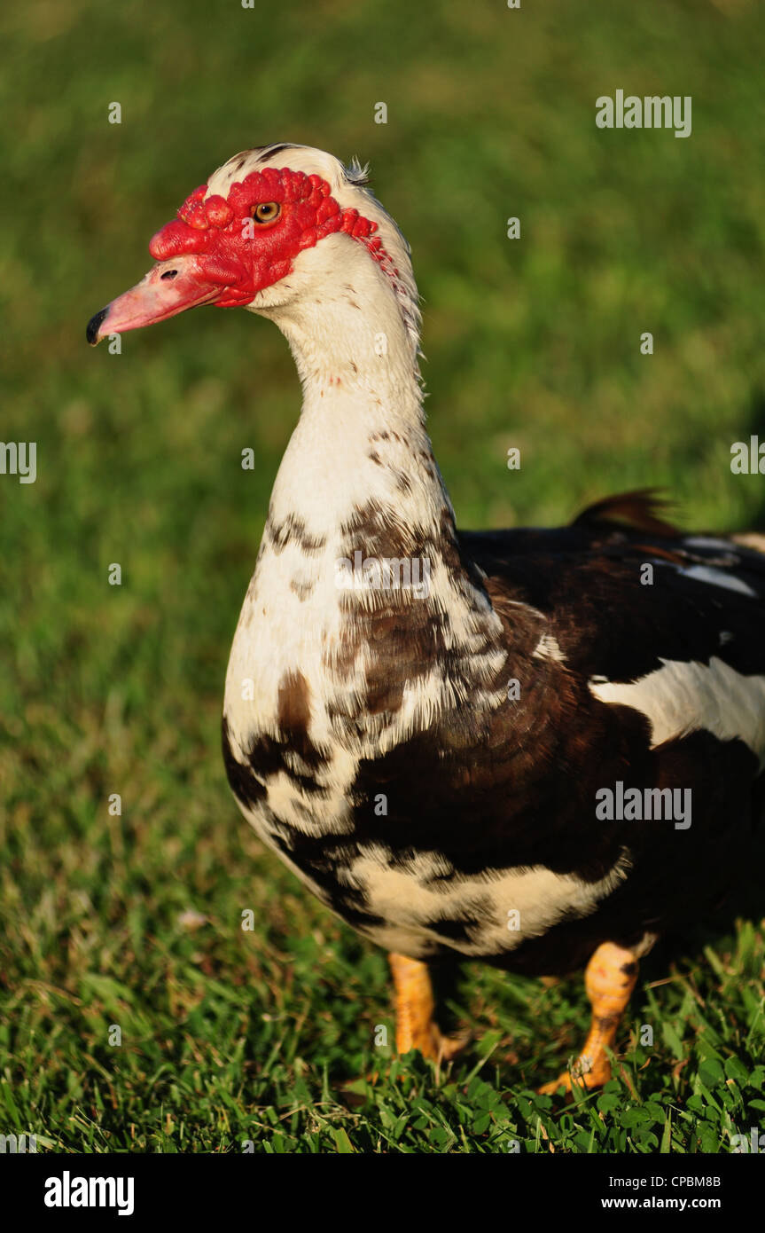 ugly red headed duck in green grass Stock Photo