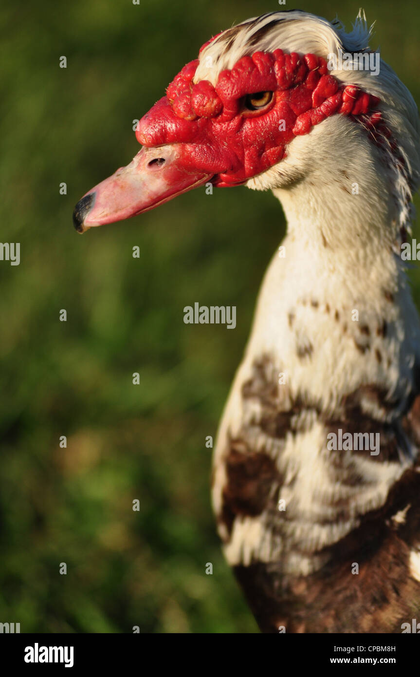 ugly red headed duck portrait profile Stock Photo