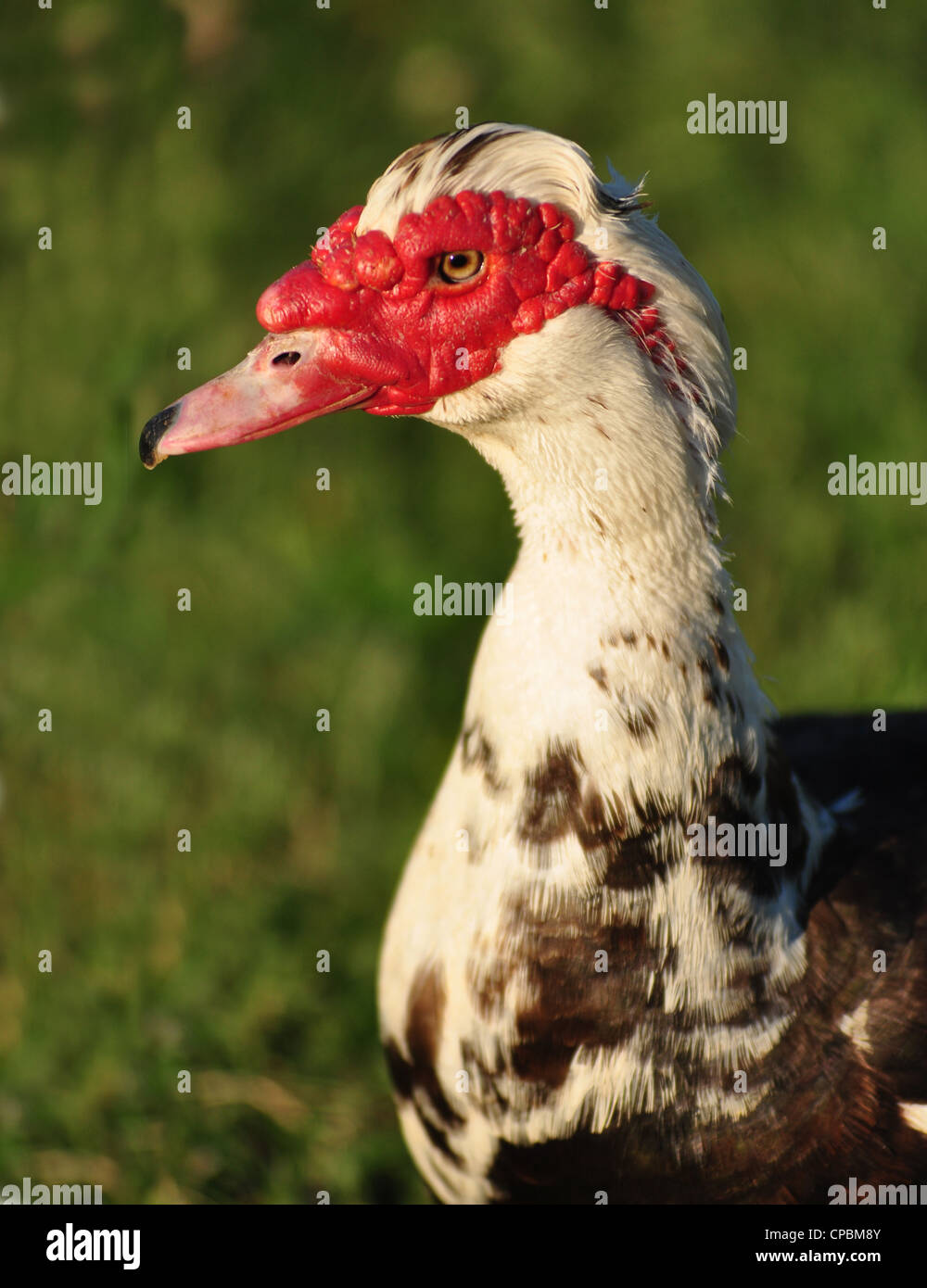 ugly red headed duck portrait Stock Photo
