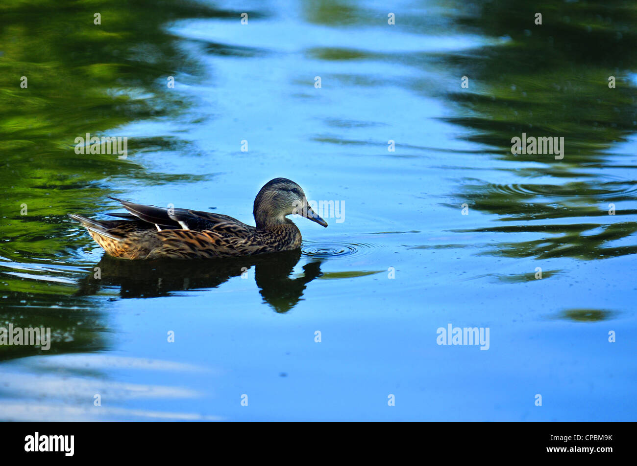 female wood duck swimming in blue and green reflecting pond water Stock Photo