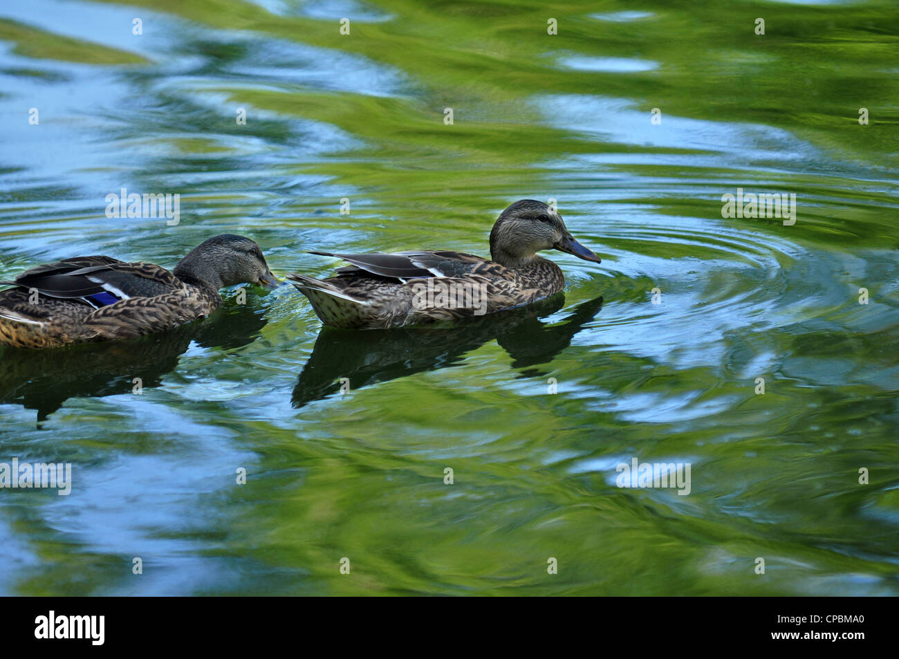 two female wood ducks swimming in blue and green reflecting pond water Stock Photo