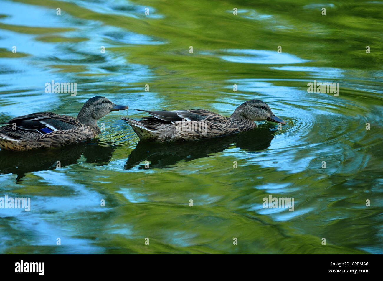 two female wood ducks swimming in green and blue reflecting pond water Stock Photo