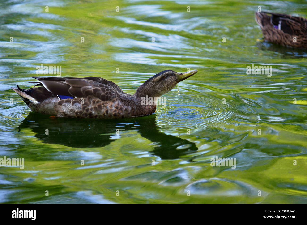 Female wood duck drinking water in green reflecting pond water Stock Photo