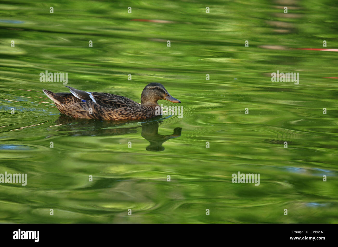 female wood duck swimming in green reflecting pond water Stock Photo