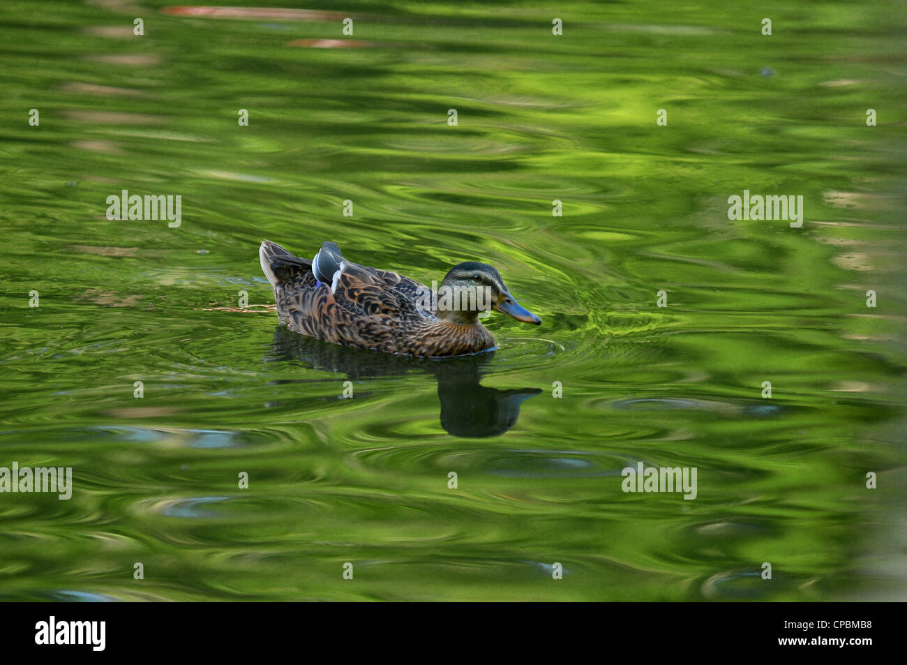 female wood duck swimming in green reflecting pond Stock Photo