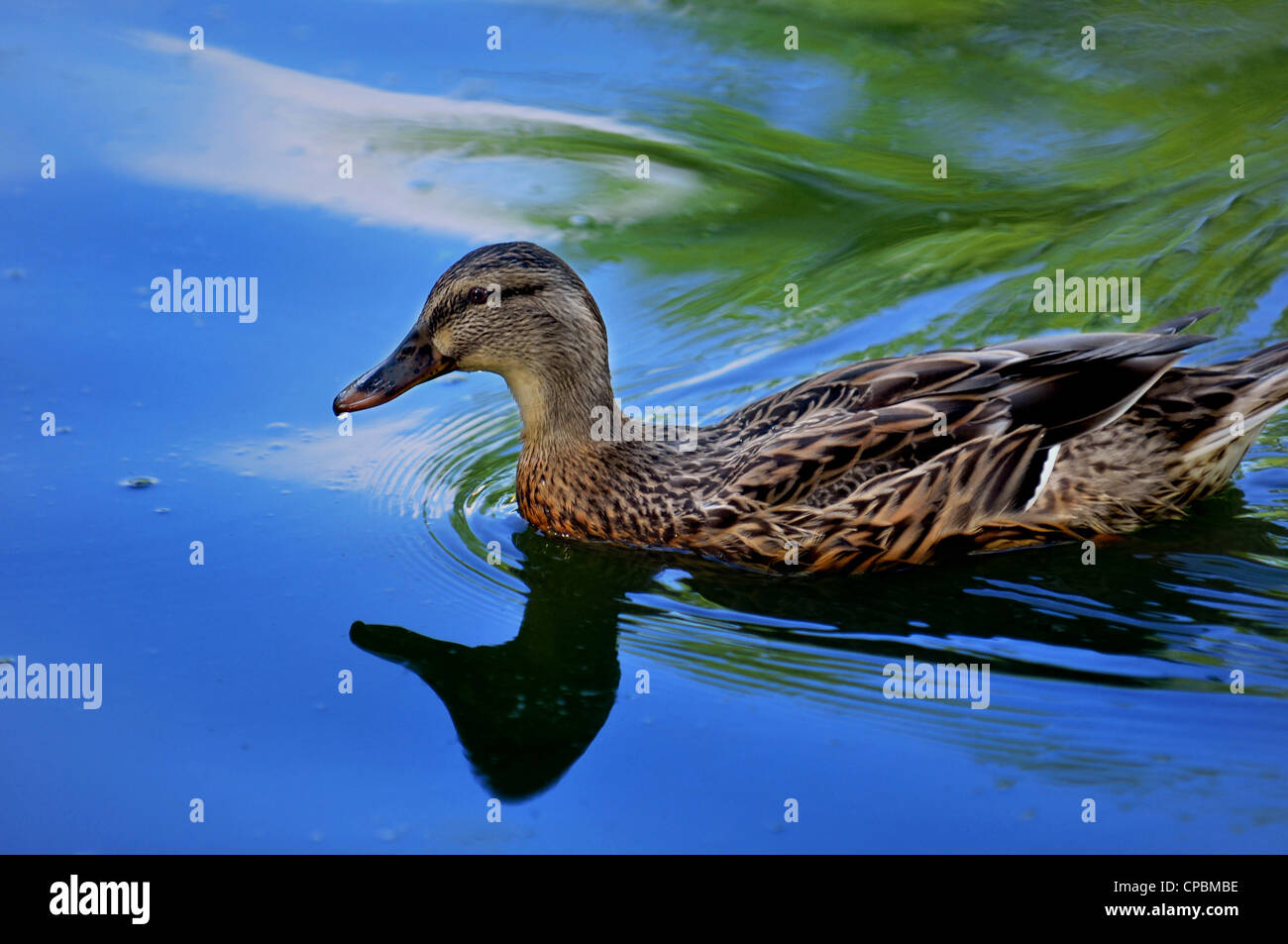 female wood duck swimming in blue reflecting pond with green trees reflecting Stock Photo