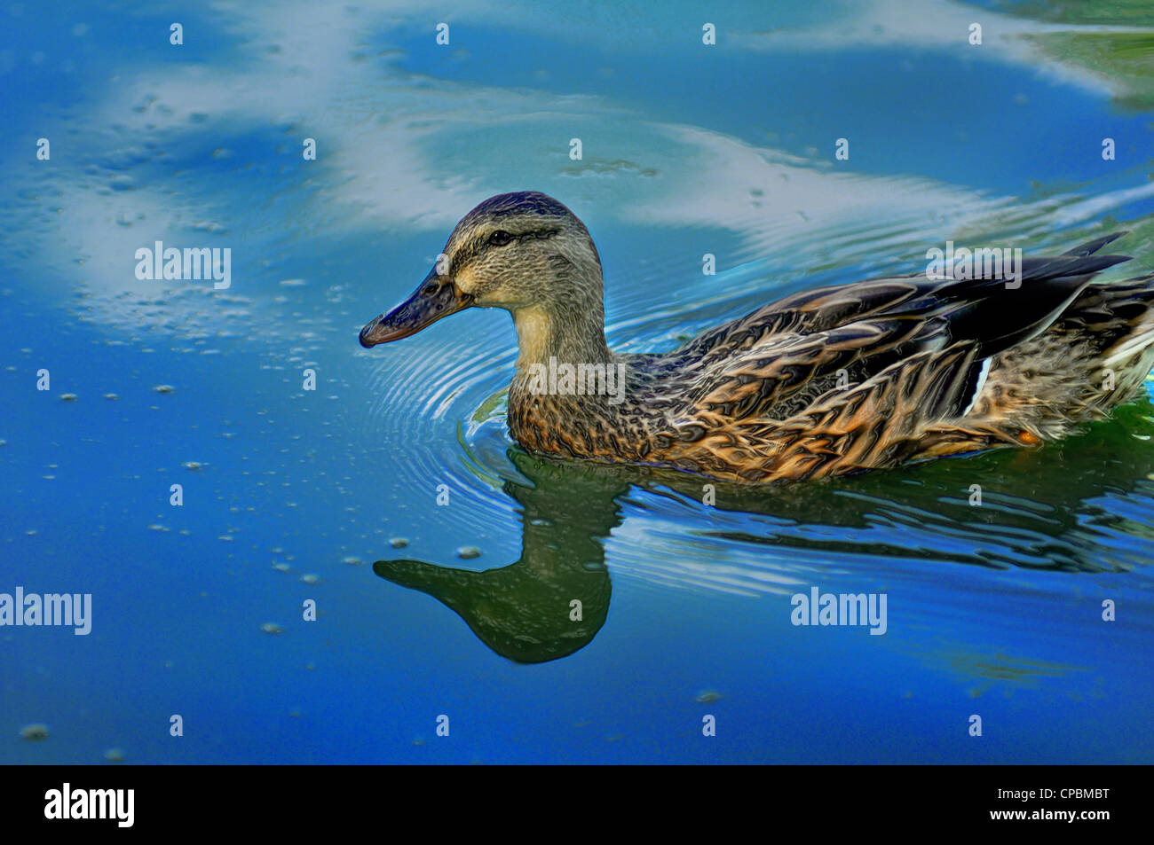 Female wood duck swimming in a blue reflecting pond Stock Photo