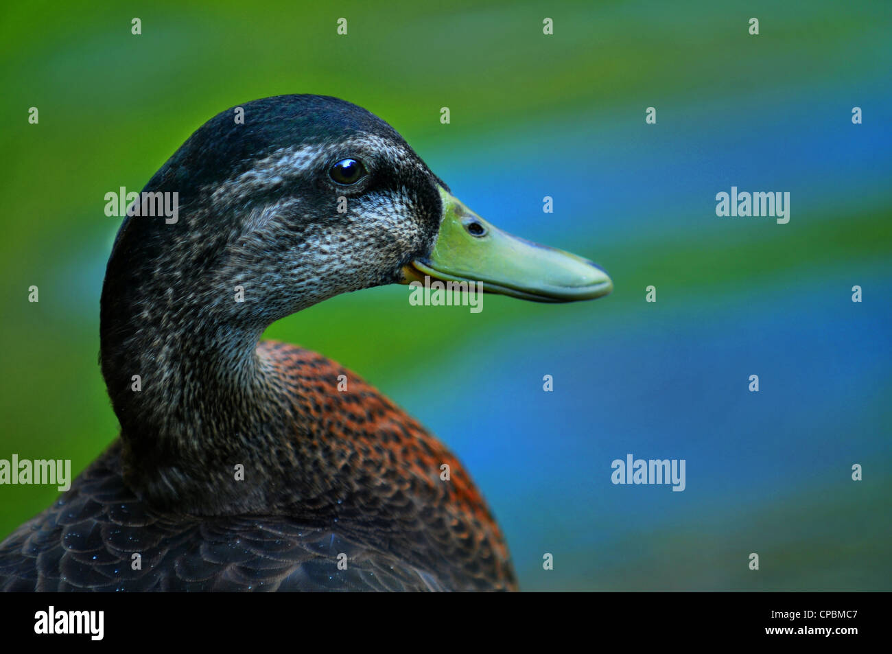 wood duck female profile portrait with green and blue pond reflecting Stock Photo