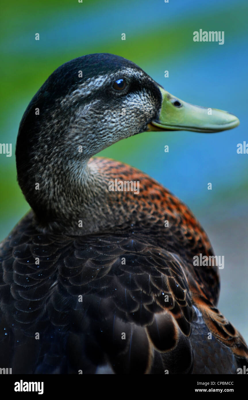 Wood duck  female close-up portrait Stock Photo