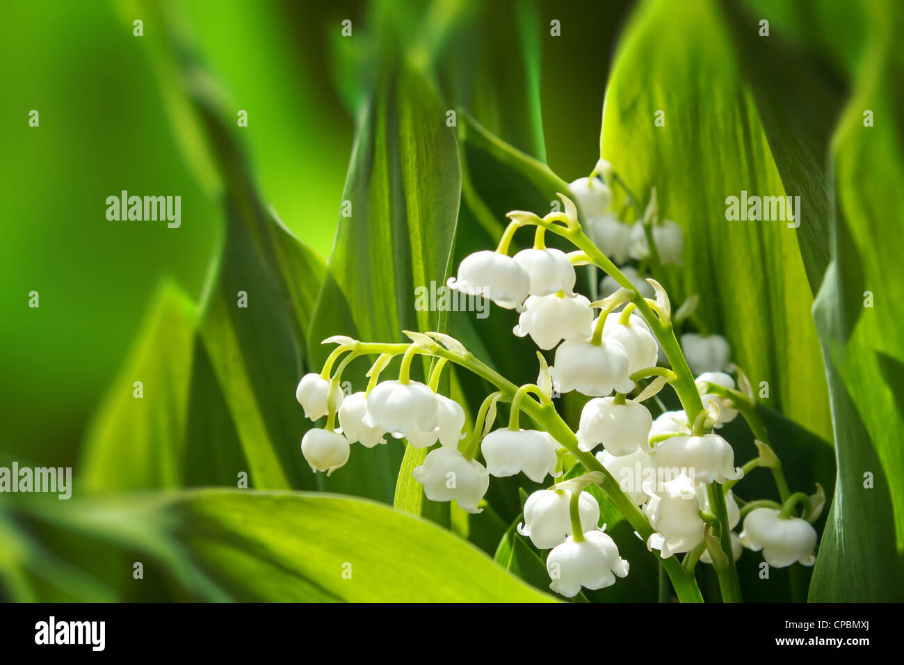 Blooming Lily of the valley in spring garden with shallow focus Stock ...
