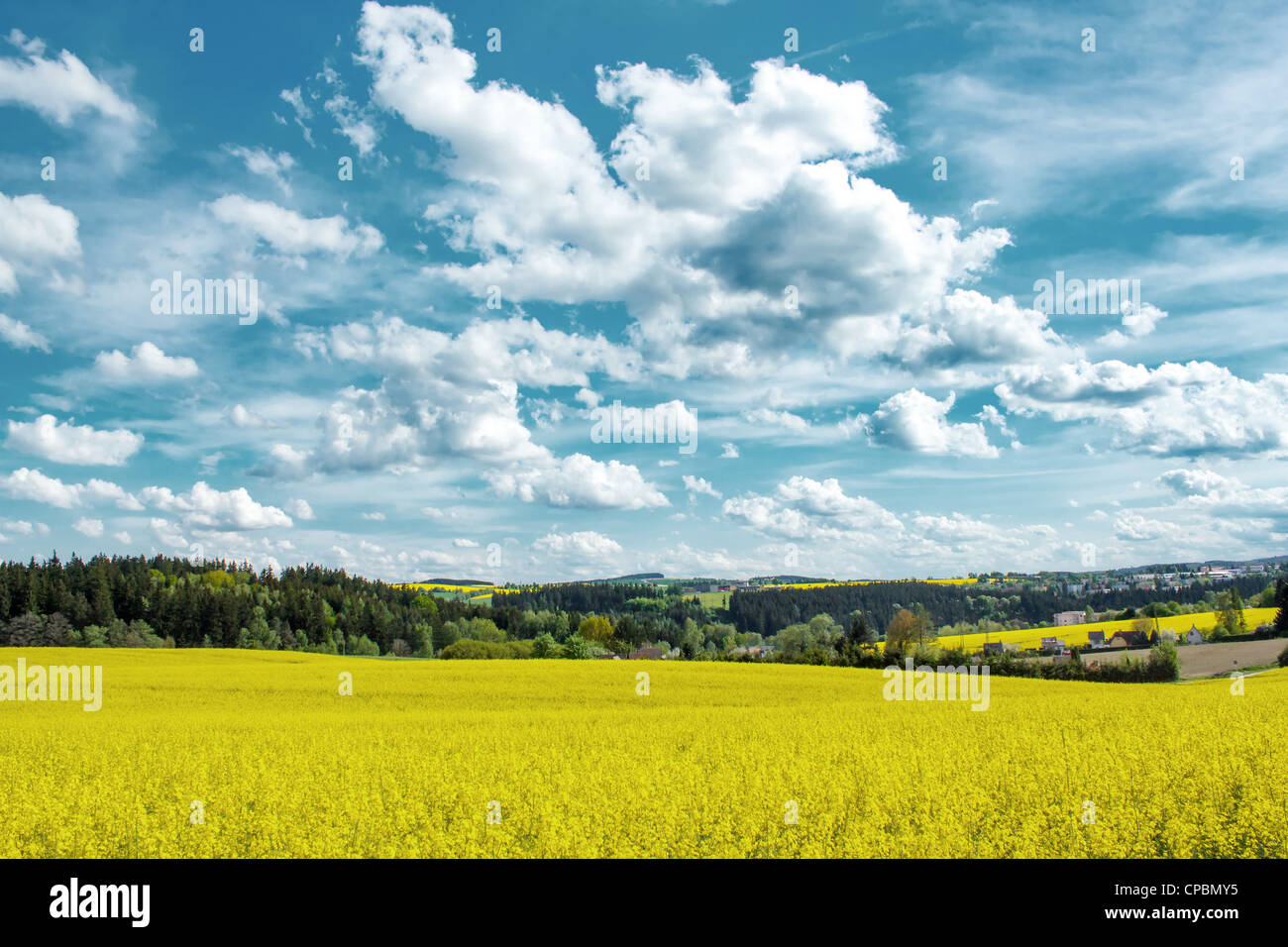 Beautiful summer rural landscape with rape field and blue sky Stock ...