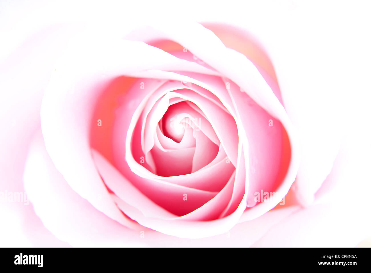 beautiful pink rose flower in closeup Stock Photo - Alamy