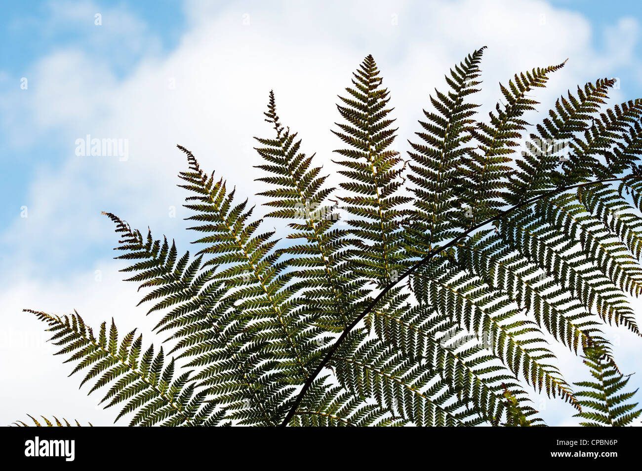 Tree fern frond pattern against blue sky Stock Photo