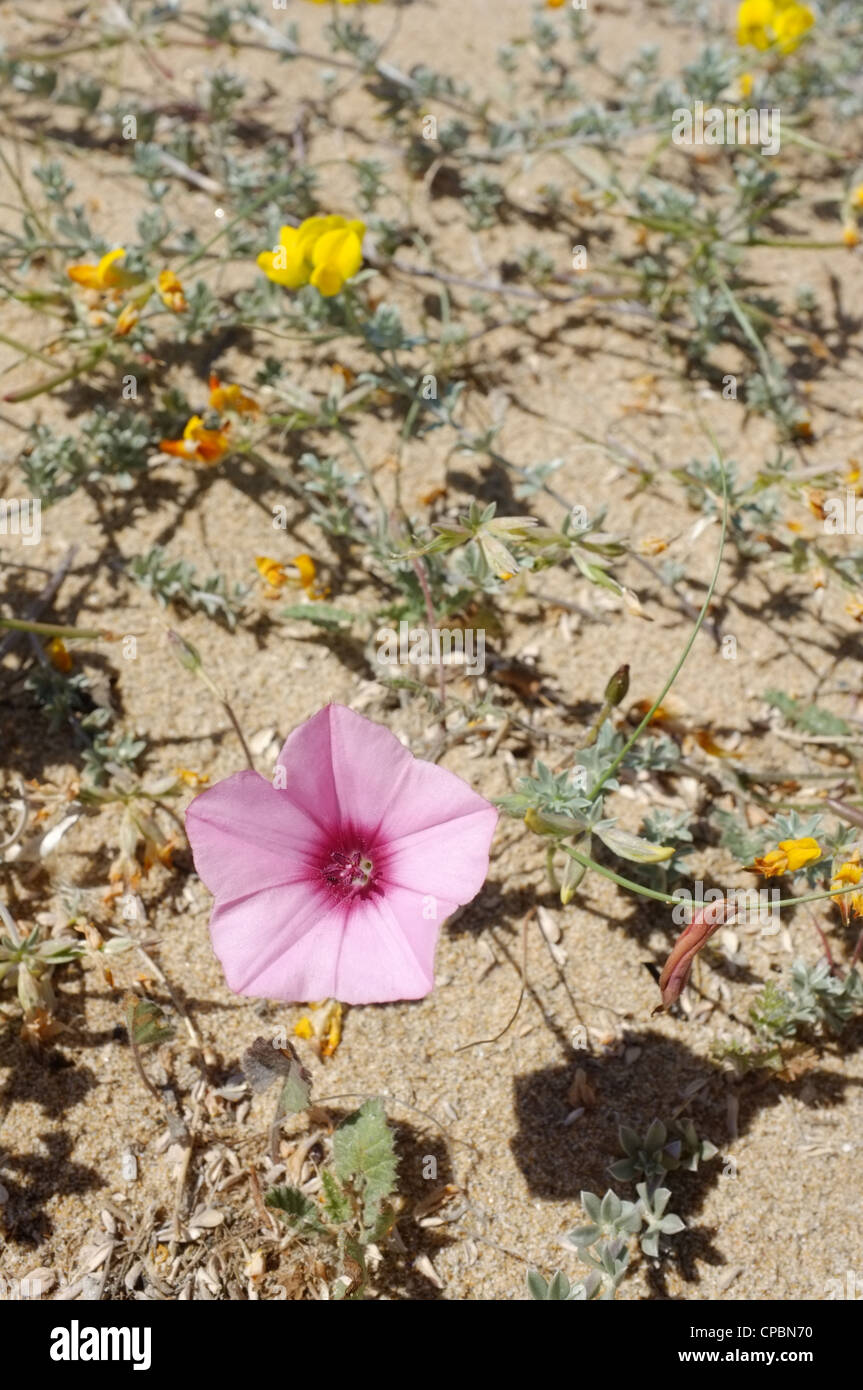 Desert soil with spring flowers breaking through Stock Photo Alamy
