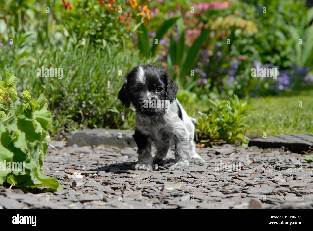 Nine week old Blue Roan Cocker Spaniel puppy bitch in a garden Stock