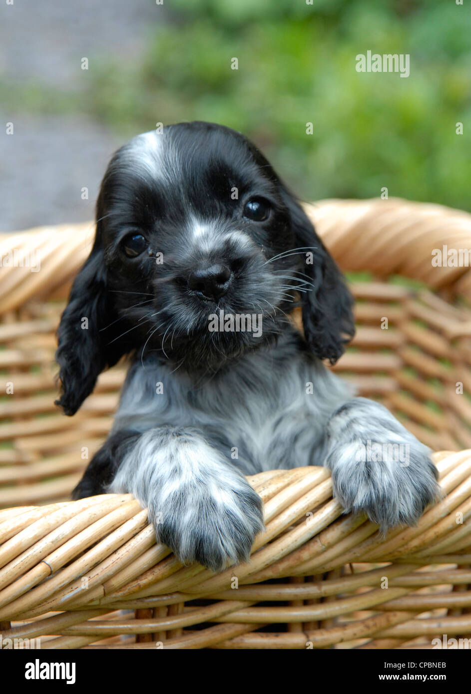 Nine week old Blue Roan Cocker Spaniel puppy bitch in a basket Stock Photo  - Alamy