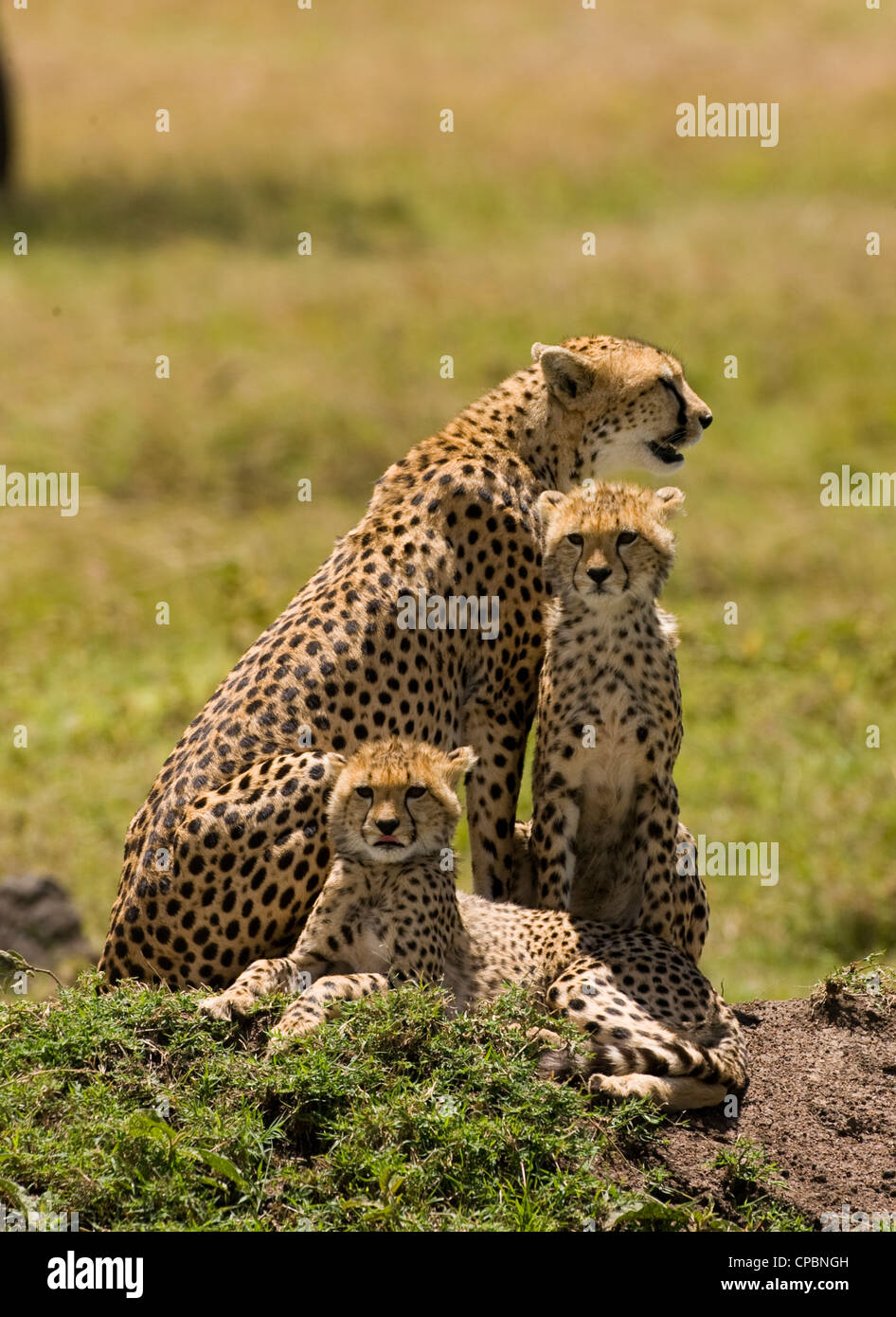 Cheetah (Acinonyx jubatus) with two subadult cubs, Masai Mara, Kenya Stock Photo