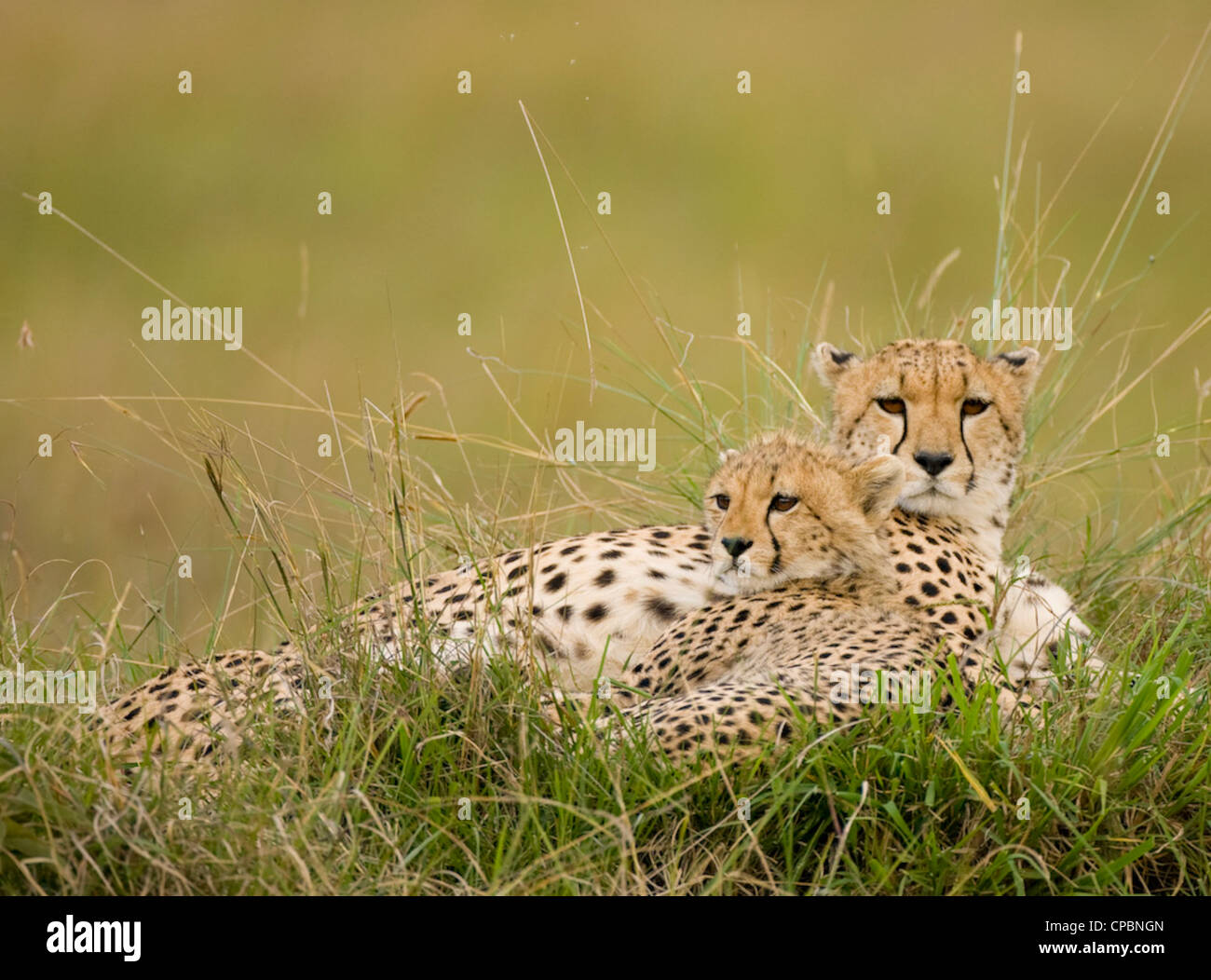 Cheetah (Acinonyx jubatus) in long grass with cub, Masai Mara, Kenya Stock Photo