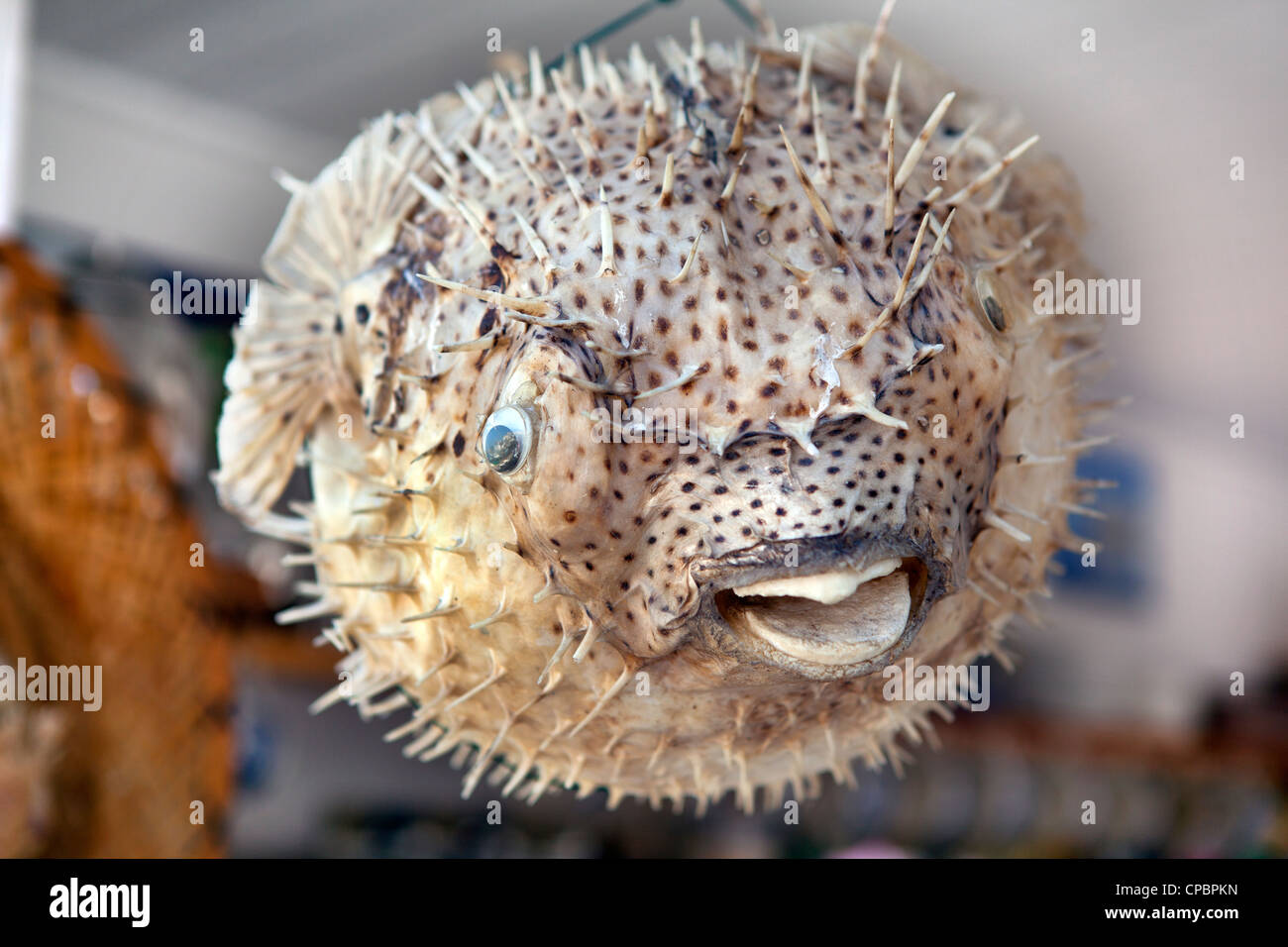 A puffer fish Stock Photo