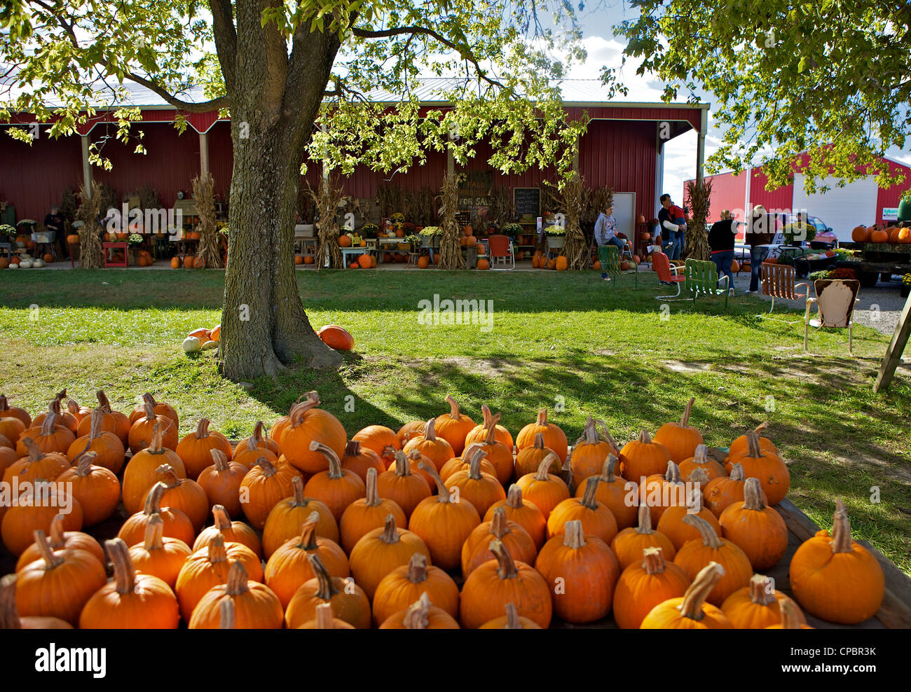 Large number of Pumpkins for sale on a farm in St. Joseph, Missouri, MO