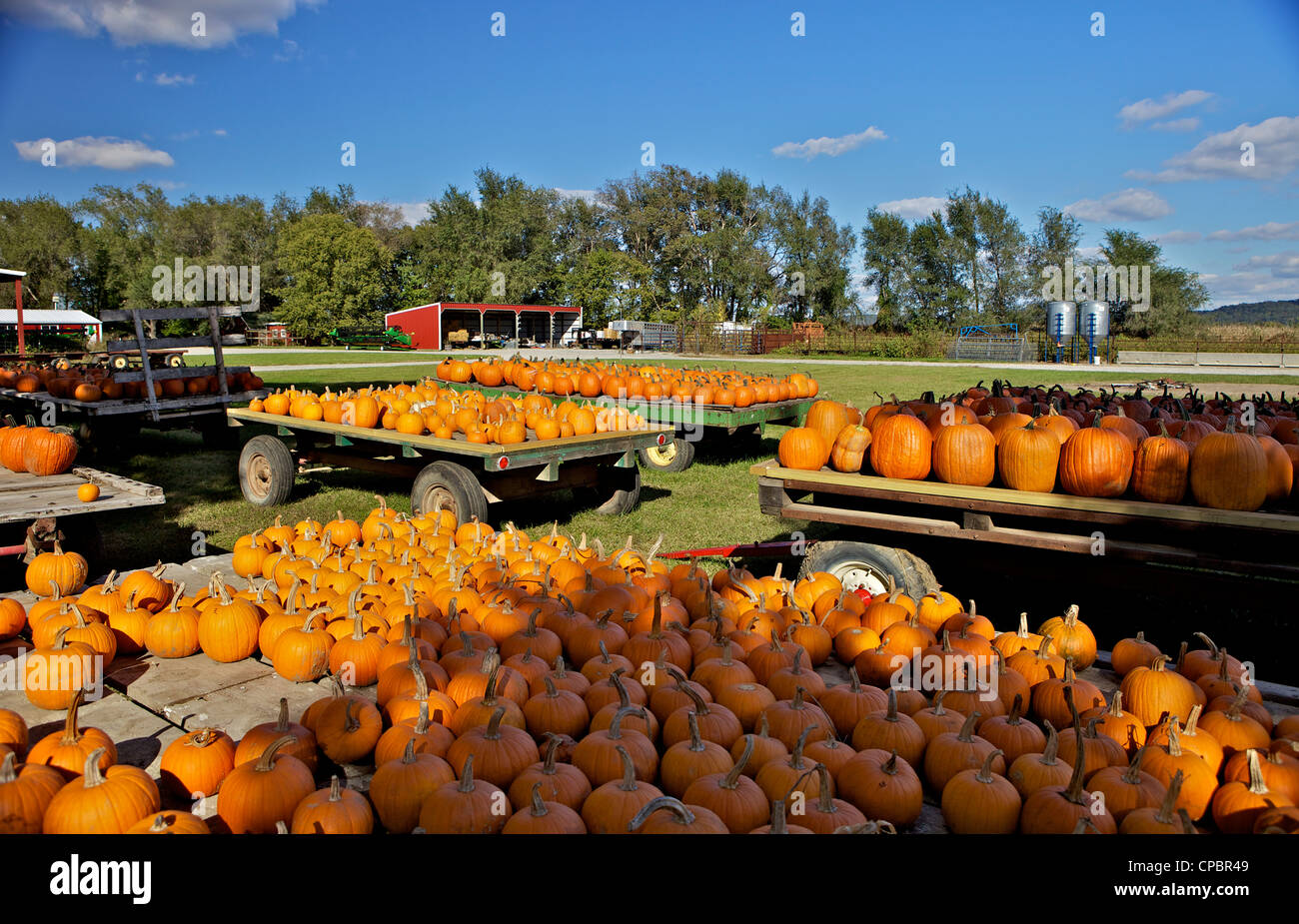 Large number of pumpkins for sale on a farm in Missouri, MO, USA Stock Photo