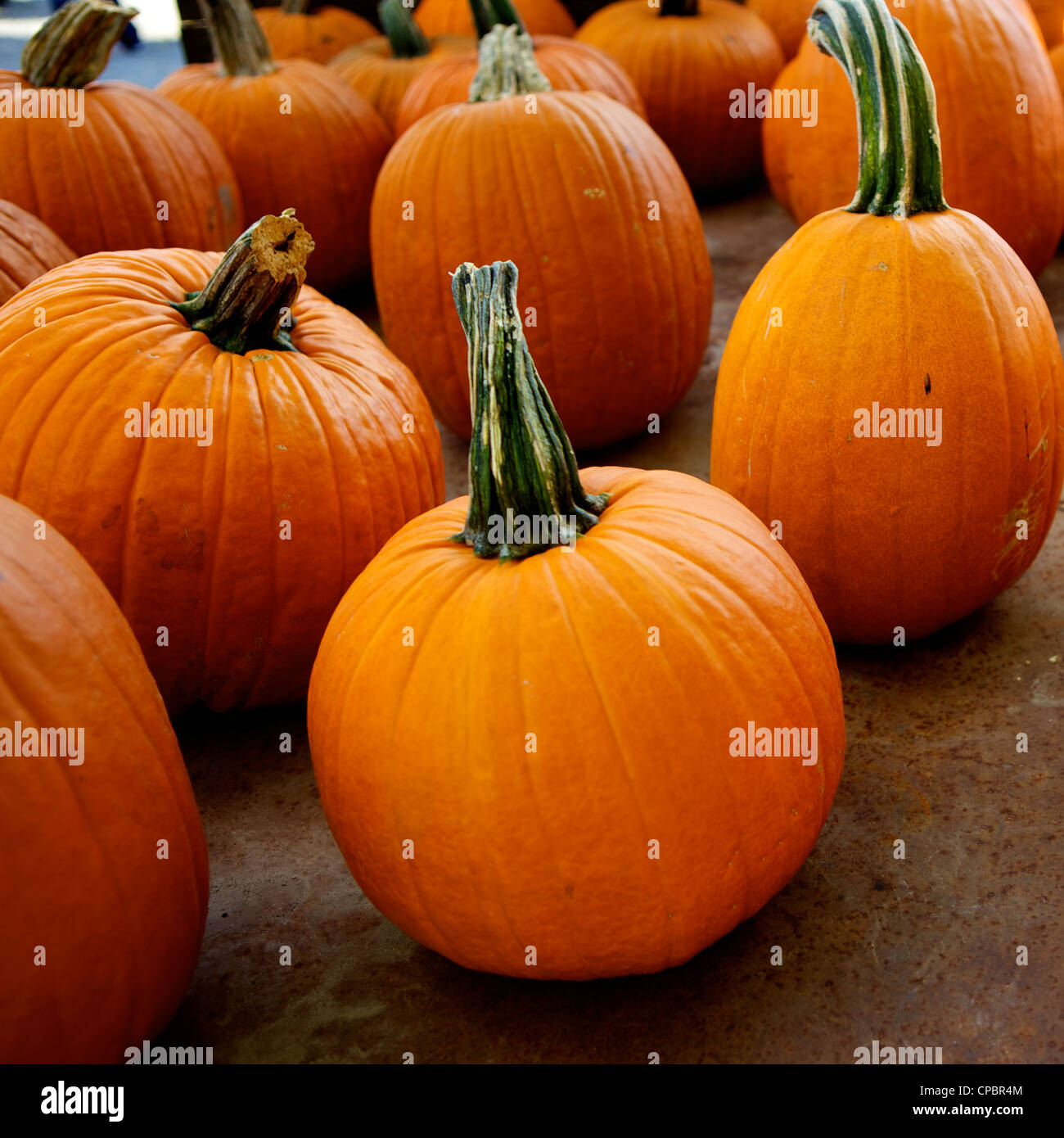 Pumpkins for sale on a farm in St. Joseph, Missouri, MO, USA Stock