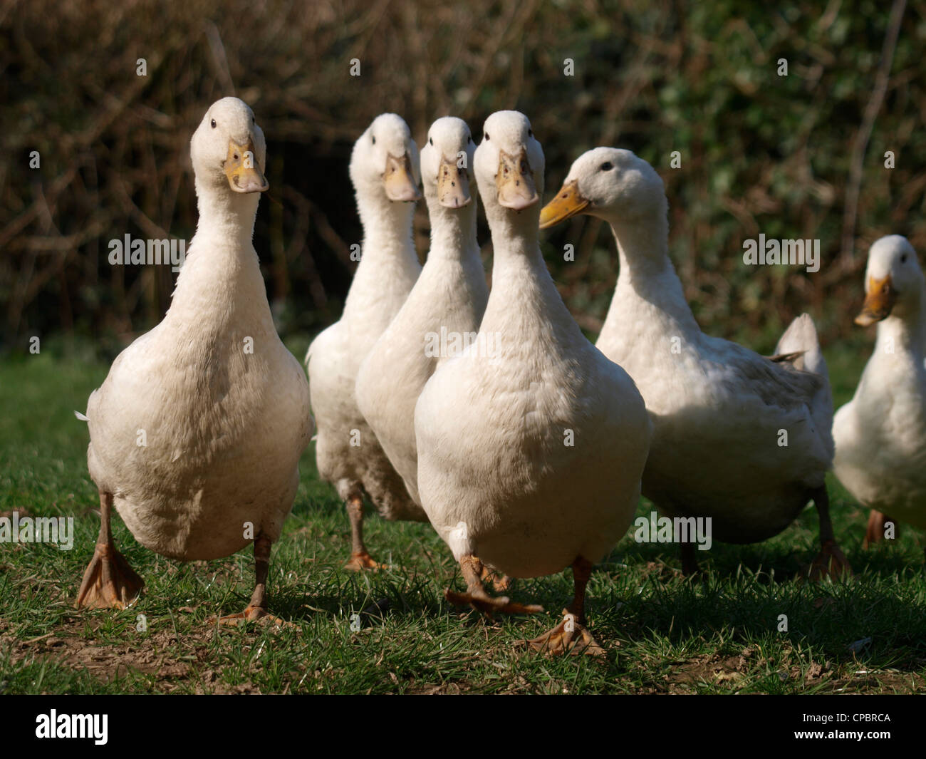 Flock of ducks, UK Stock Photo