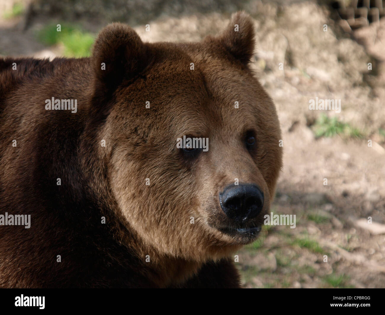 European Brown Bear, Ursus arctos arctos Stock Photo - Alamy