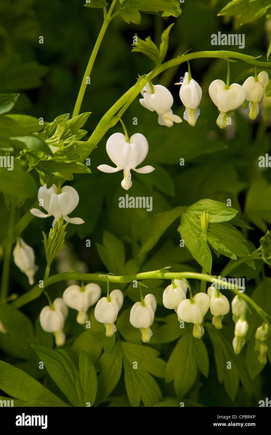 Bleeding Heart Dicentra Spectabilis f. alba "Dutchman's Breeches" snow