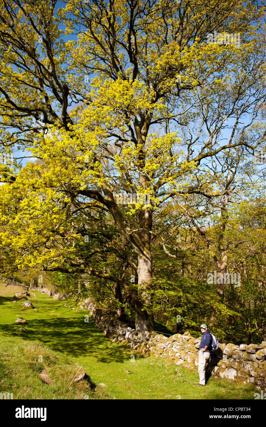 A tree cover in fresh green leaves in spring with walker resting below near Gatehouse of Fleet Galloway Scotland UK Stock Photo