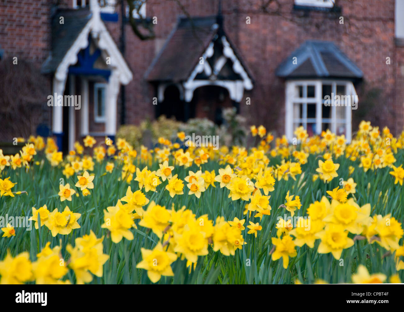 Daffodils on the Village Green, Astbury, Cheshire, England, UK Stock