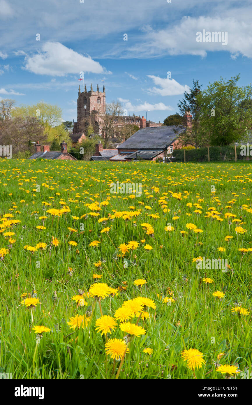 Dandelions in the Village of Bunbury & St Boniface's Church, Bunbury, Cheshire, England, UK Stock Photo