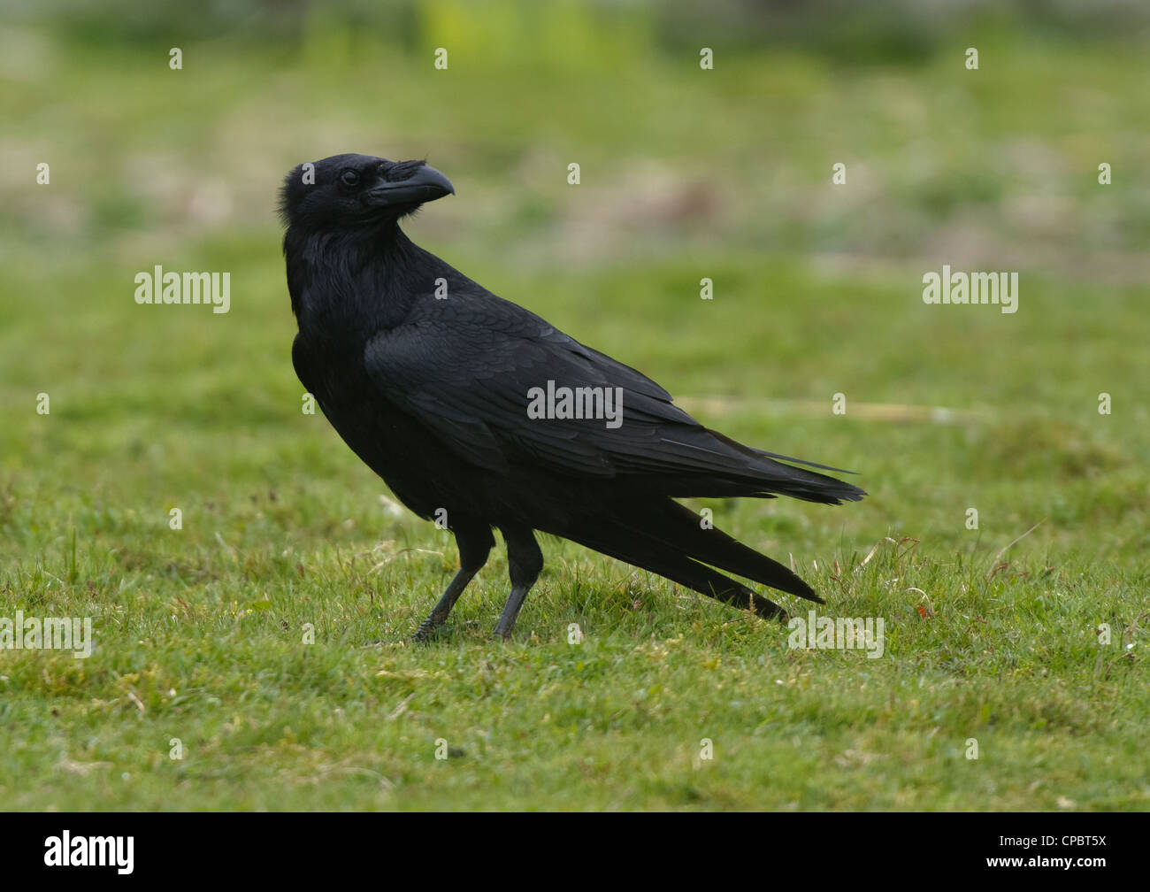 Corvus corax, Raven on grass Stock Photo