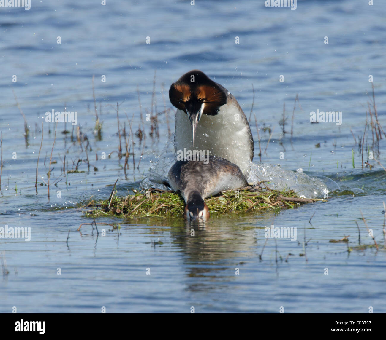 Podiceps cristatus, Pair of Great Crested Grebesmating Stock Photo